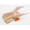 Gallina